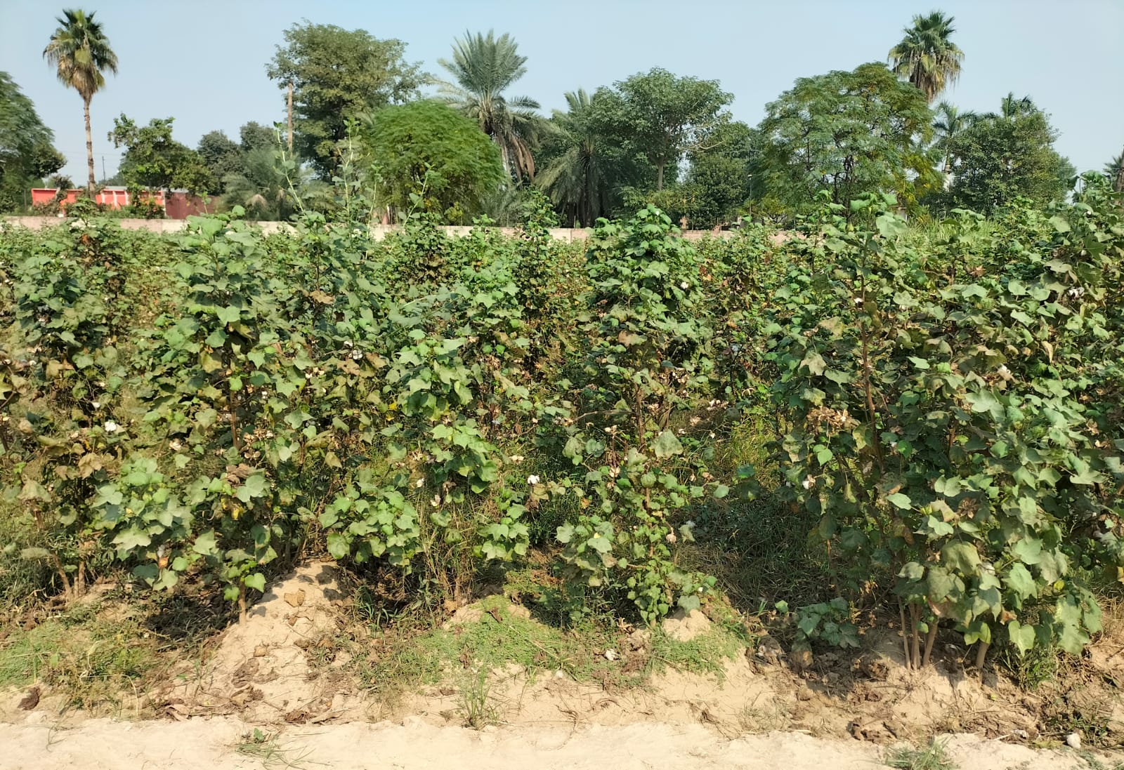 First picking of Cotton has been completed at RAMC Faisalabad. gallery
